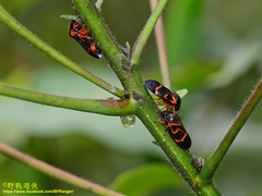 Okiscarta uchidae