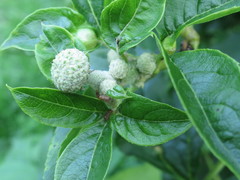 Eleutherococcus sessiliflorus