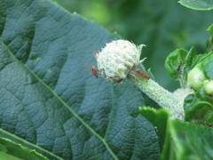 Eleutherococcus sessiliflorus