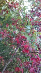 Aesculus glabra glabra