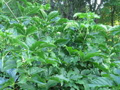 Eleutherococcus sessiliflorus