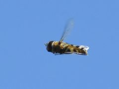 Platycheirus albimanus