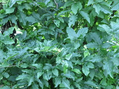 Eleutherococcus sessiliflorus