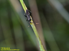 Notobitus