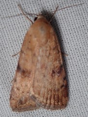 Micrathetis triplex