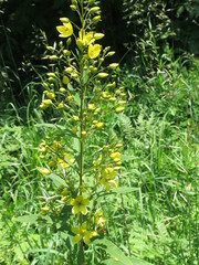 Lysimachia davurica