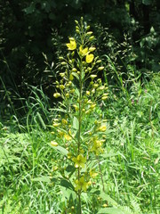 Lysimachia davurica