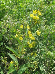 Lysimachia davurica