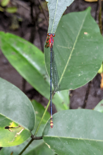 Teinobasis prothoracica