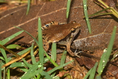 Microhyla mymensinghensis