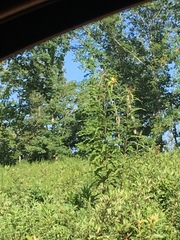 Spinus tristis tristis