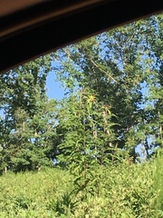 Spinus tristis tristis