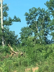 Spinus tristis tristis