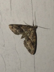 Melanomma auricinctaria