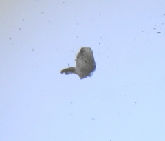 Phylica callosa