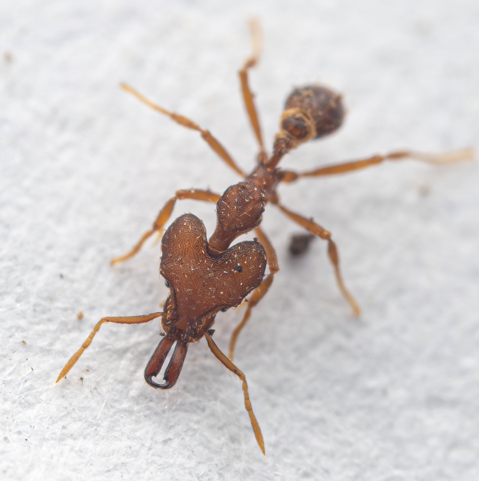 Strumigenys chorosa