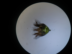 Phylica callosa