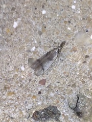 Peoria longipalpella