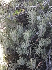 Leucospermum tomentosum