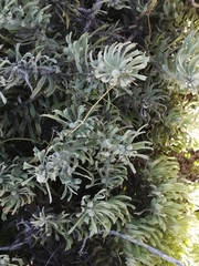 Leucospermum tomentosum