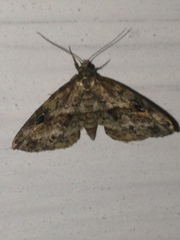 Melanomma auricinctaria