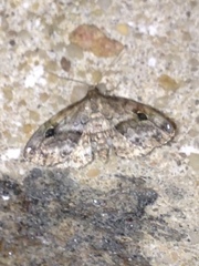 Melanomma auricinctaria