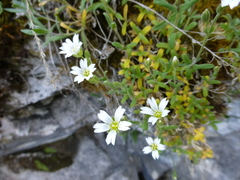 Cerastium igoschiniae