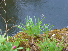 Bupleurum multinerve