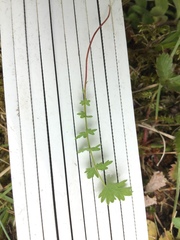 Filipendula vulgaris