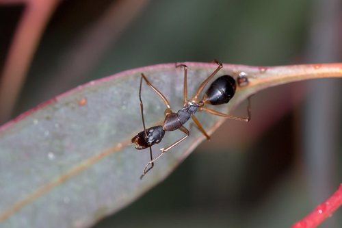 微亮弓背蚁（饥饿亚种）Camponotus subnitidus famelicus