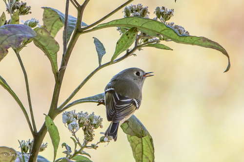 Ruby-crowned Kinglet photographed in Tennessee