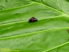 Okiscarta uchidae