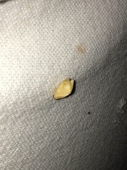 Tortricidia testacea