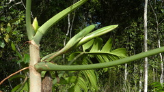 Philodendron pedatum