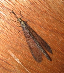Brachynemurus