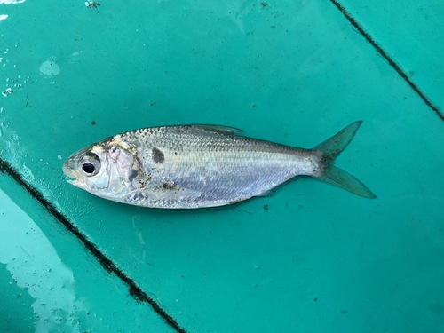 Gizzard shad (Nematalosa come) — Clupeidae — 3