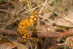 Heteronympha penelope