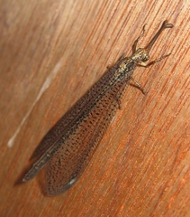Brachynemurus