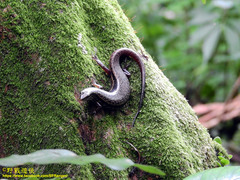 Sphenomorphus indicus