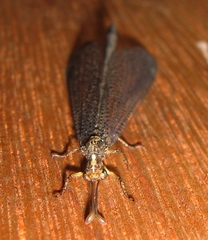 Brachynemurus