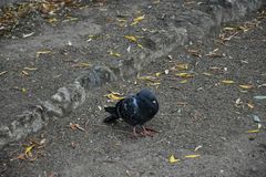 Columba livia domestica