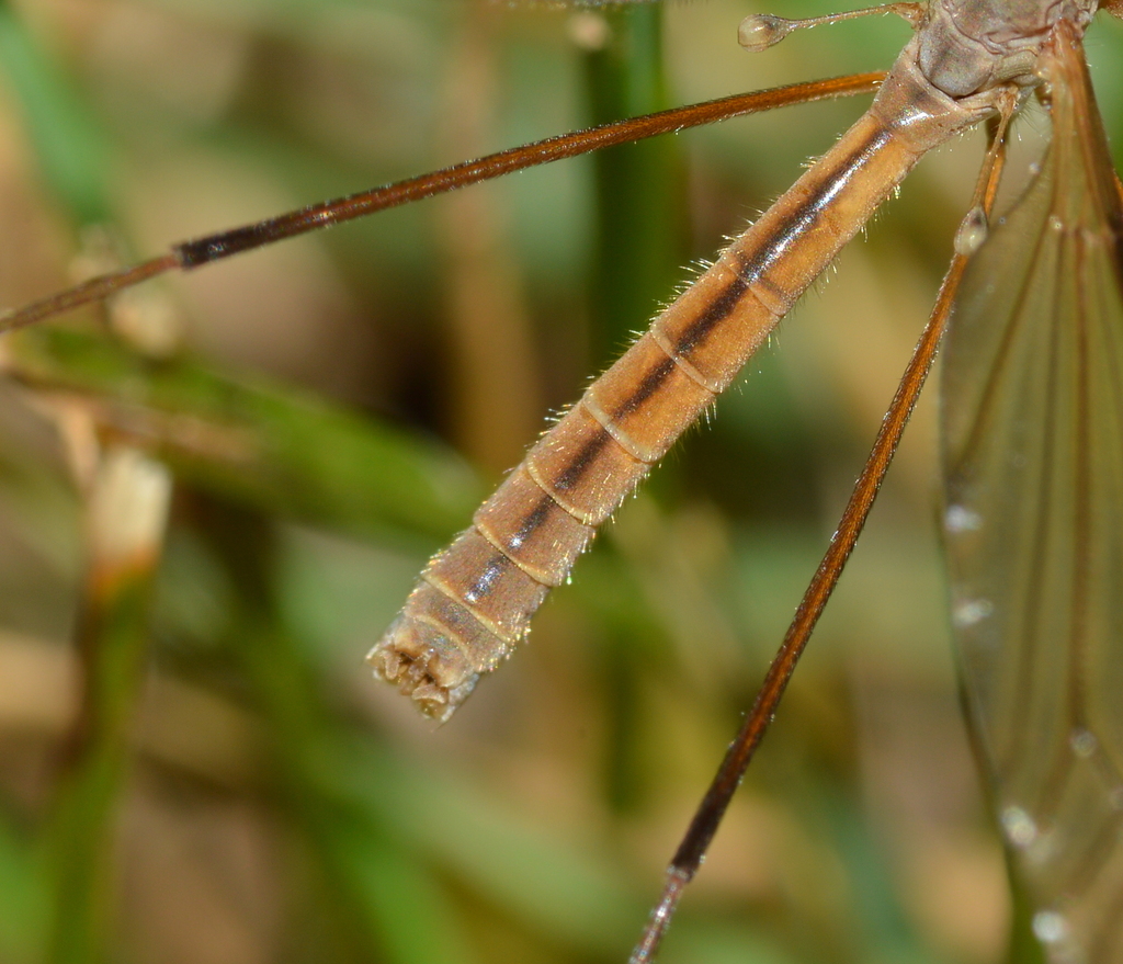 Tipula paterifera