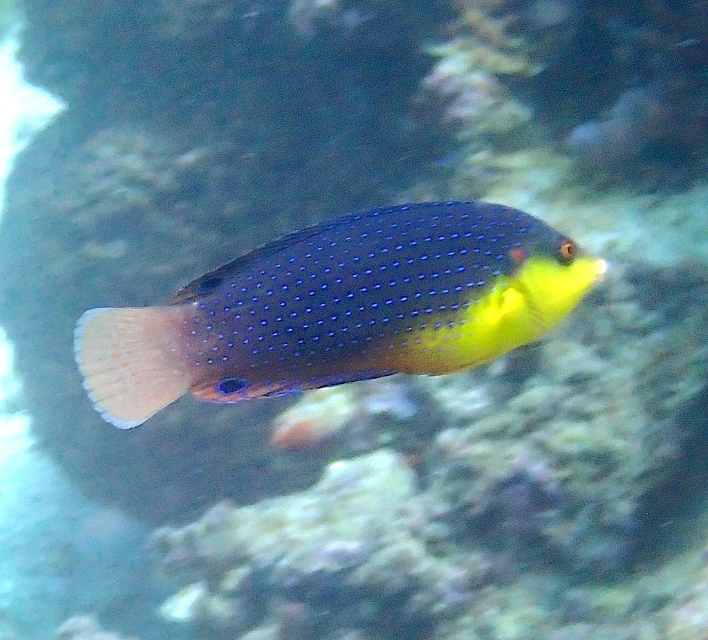 Yellowbreasted wrasse