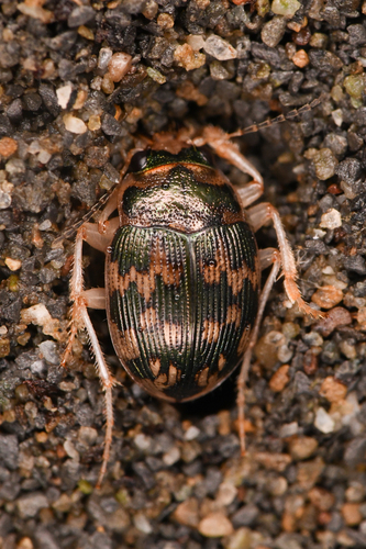 Solid round sand beetle photo 2
