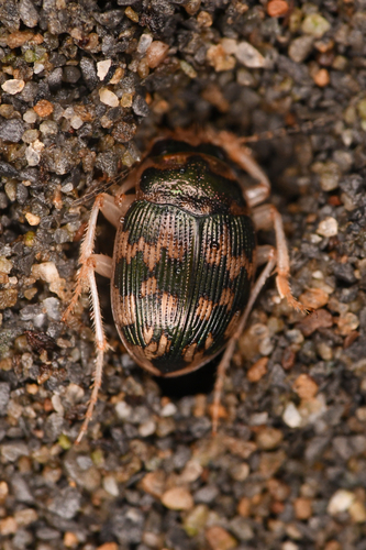 Solid round sand beetle photo 5