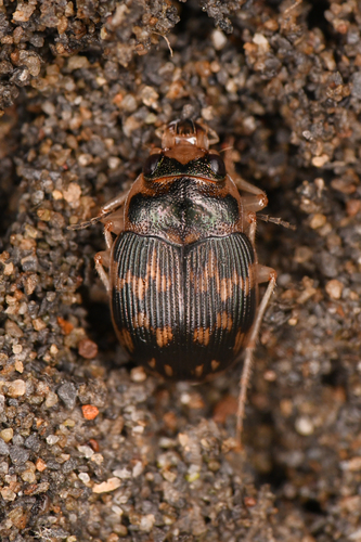 Solid round sand beetle photo 4