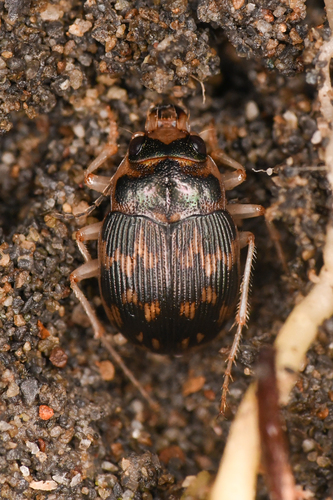 Solid round sand beetle photo 3