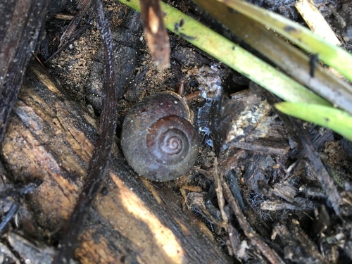 Chloritobadistes victoriae