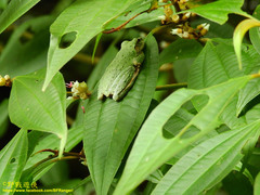 Kurixalus eiffingeri