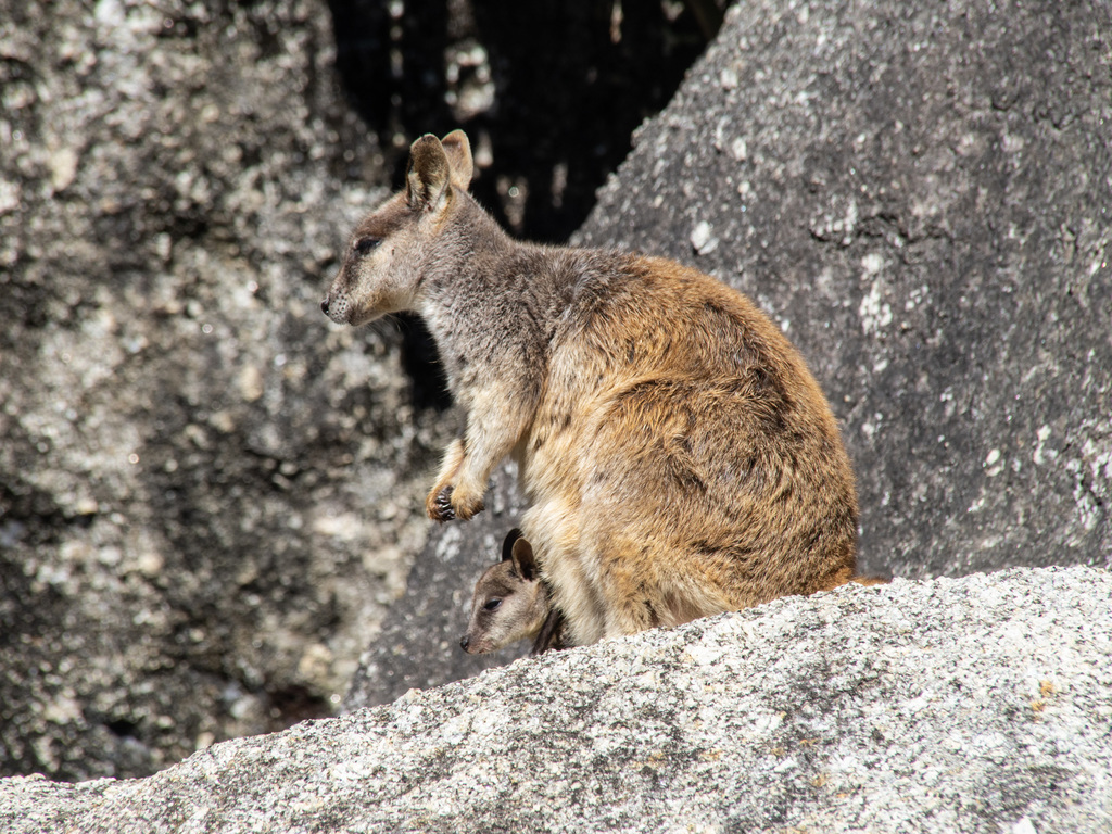 Mareeba Rock-Wallaby